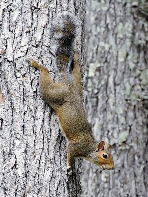 Just Hanging Around