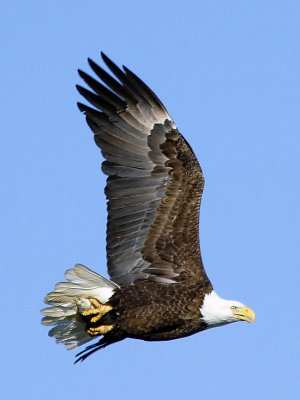 Bald Eagle With Lunch