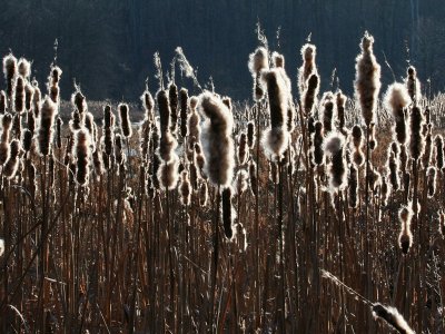 Winter Cattails