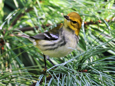 Black-throated Green Warbler