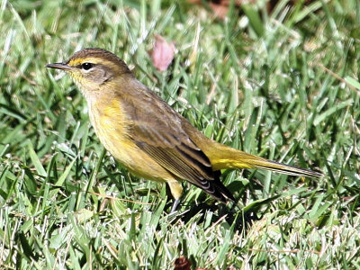 Palm Warbler