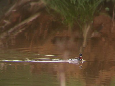 Red-necked Phalarope