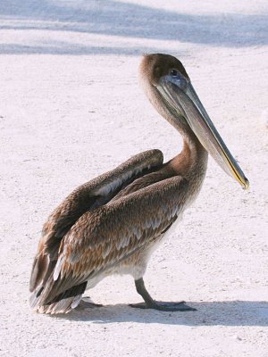 Brown Pelican