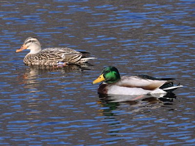 Mallards