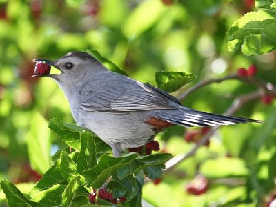 Gray Catbird