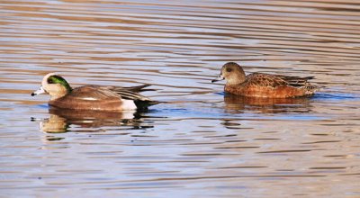 American Wigeon