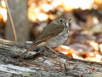 Hermit Thrush