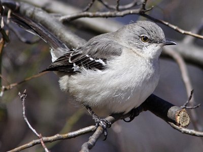 Northern Mockingbird