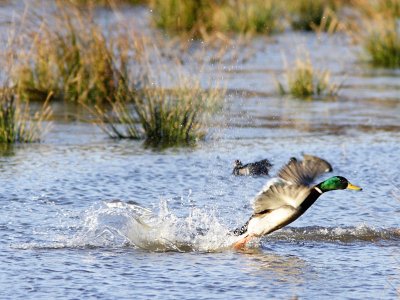 Mallard Makes a Dash