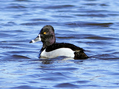 Ring-necked Duck