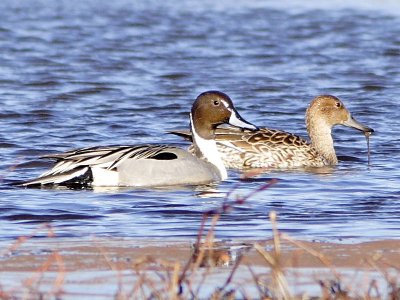 Northern Pintails