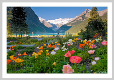 Poppies in front of Lake Louise