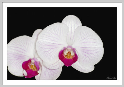 The 30th Annual SOOS Orchid Show