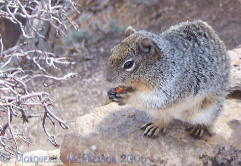 GC squirrel.