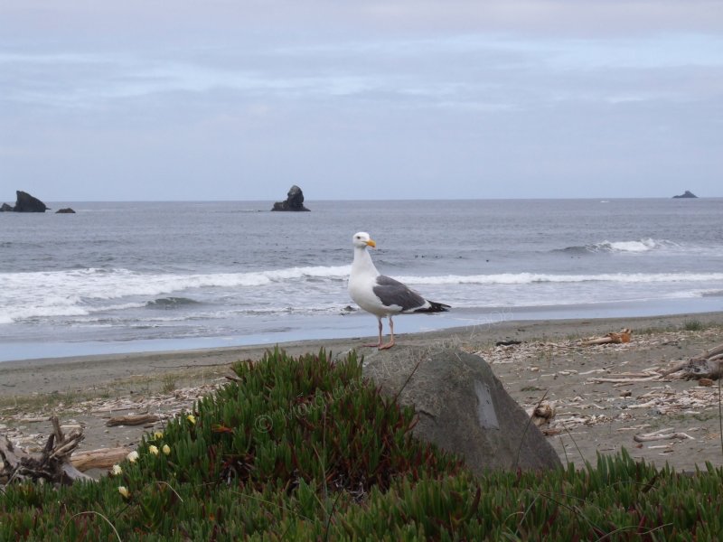 beaches along the Pacific Coast Highway