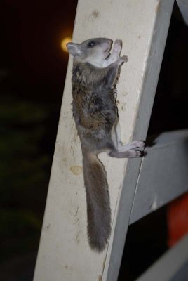 2010 Nov Squirrel-13.jpg