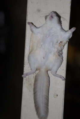 2010 Nov Squirrel-17.jpg