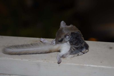 2010 Nov Squirrel-18.jpg