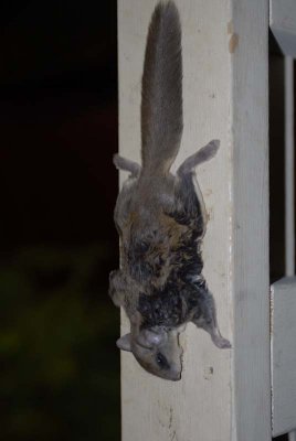 2010 Nov Squirrel-19.jpg