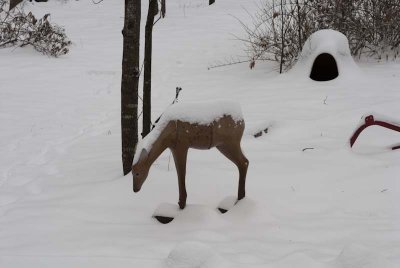 2011 Jan Snow-23.jpg