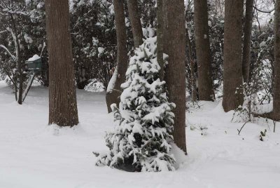 2011 Jan Snow-39.jpg