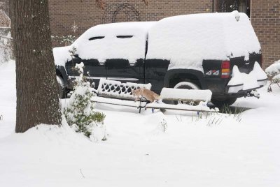 2011 Jan Snow-59.jpg