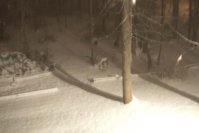 2011 Jan Snow-6.jpg