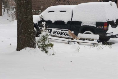 2011 Jan Snow-60.jpg