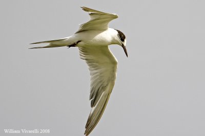 Sterna comune   (Sterna hirundo)