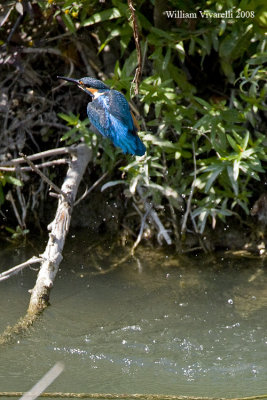 Martin pescatore (Alcedo attis)