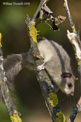 Ghiro (glis glis)