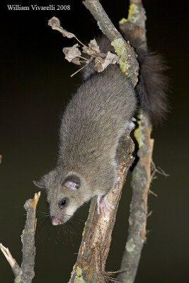 Ghiro (glis glis)