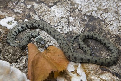 Natrice dal collare (Natrix natrix)