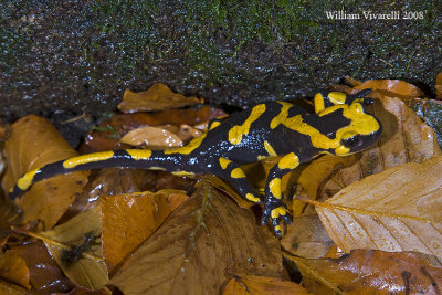 Salamandra pezzata (Salamandra salamandra)