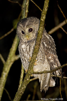 Allocco (Strix aluco)