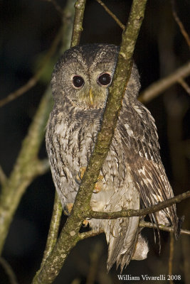 Allocco (Strix aluco)