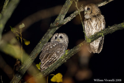 Allocco (Strix aluco)