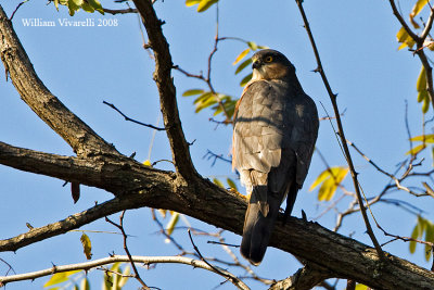  Sparviere  (Accipiter nisus)