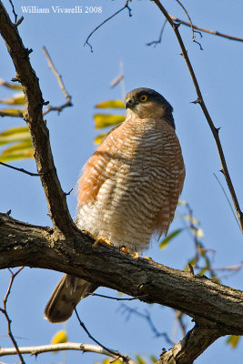  Sparviere  (Accipiter nisus)