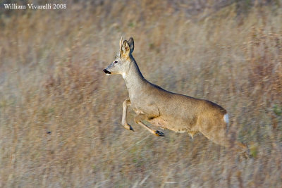 Capriolo (Capreolus capreolus)