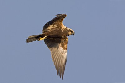 Falco di palude (Circus aeroginosus)