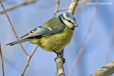 Cinciarella  (Parus caeruleus)