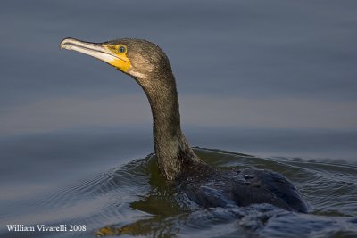 Cormorano   (Phalacrocorax carbo)