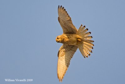 Gheppio (Falco tinunculus)