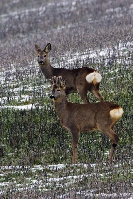 Capriolo (Capreolus capreolus)