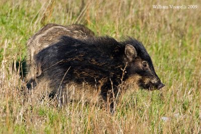 Cinghiale (Sus scrofa)