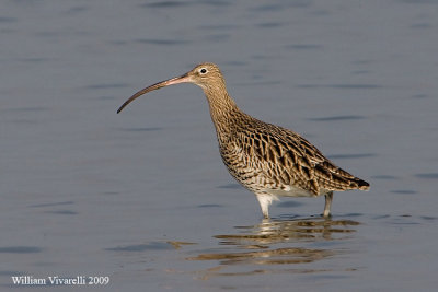 Chirlo maggire (Numenius arquata)                   