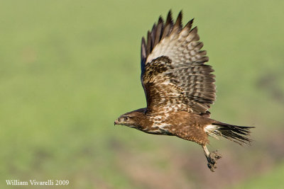 Poiana (Buteo buteo)