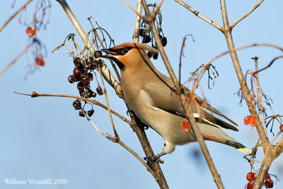 Beccofrusone  (Bombycilla garrulus)  