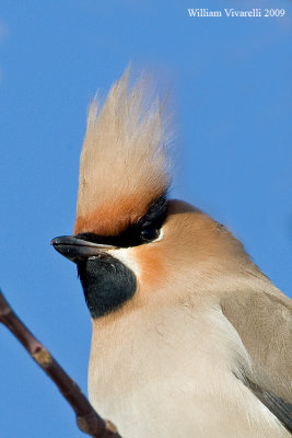 Beccofrusone  (Bombycilla garrulus)  